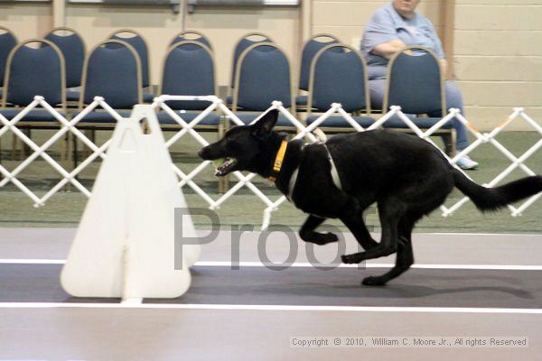 IMG_7029.jpg - Dawg Derby Flyball TournementJuly 10, 2010Classic CenterAthens, Ga