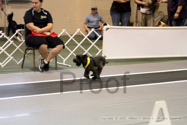 IMG_7031.jpg - Dawg Derby Flyball TournementJuly 10, 2010Classic CenterAthens, Ga