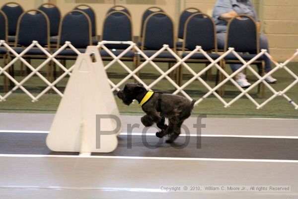 IMG_7032.jpg - Dawg Derby Flyball TournementJuly 10, 2010Classic CenterAthens, Ga