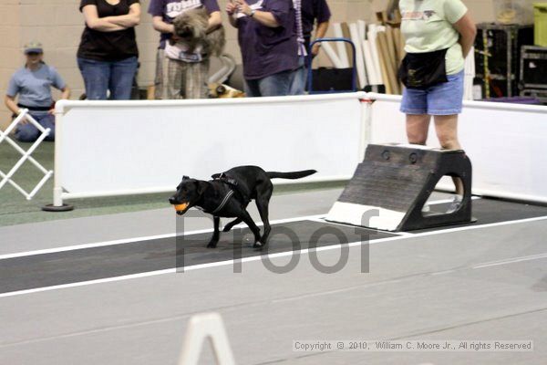 IMG_7033.jpg - Dawg Derby Flyball TournementJuly 10, 2010Classic CenterAthens, Ga