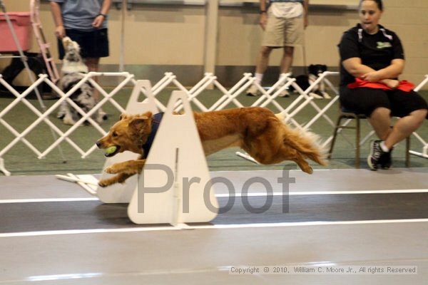 IMG_7035.jpg - Dawg Derby Flyball TournementJuly 10, 2010Classic CenterAthens, Ga