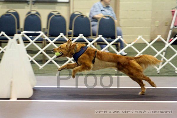 IMG_7037.jpg - Dawg Derby Flyball TournementJuly 10, 2010Classic CenterAthens, Ga