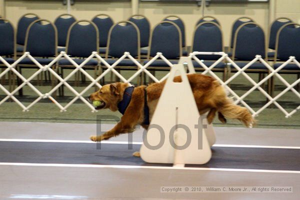 IMG_7038.jpg - Dawg Derby Flyball TournementJuly 10, 2010Classic CenterAthens, Ga