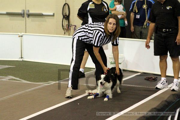 IMG_7047.jpg - Dawg Derby Flyball TournementJuly 10, 2010Classic CenterAthens, Ga
