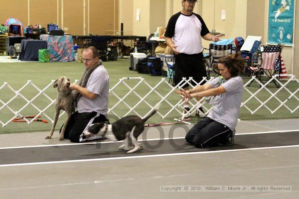 IMG_7055.jpg - Dawg Derby Flyball TournementJuly 10, 2010Classic CenterAthens, Ga
