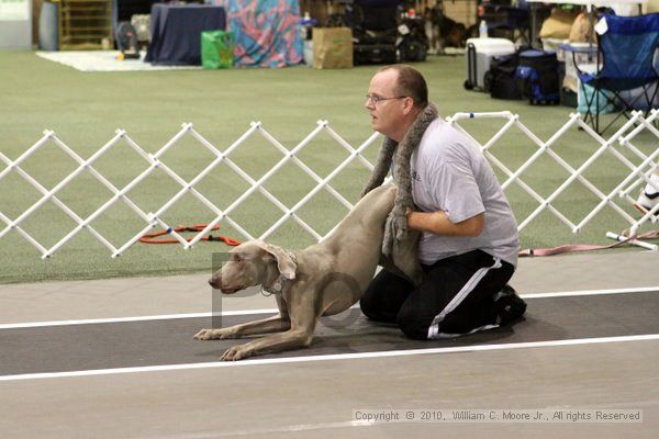 IMG_7056.jpg - Dawg Derby Flyball TournementJuly 10, 2010Classic CenterAthens, Ga