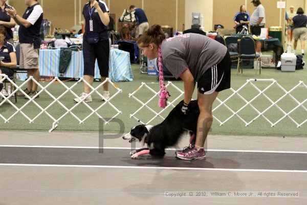 IMG_7061.jpg - Dawg Derby Flyball TournementJuly 10, 2010Classic CenterAthens, Ga