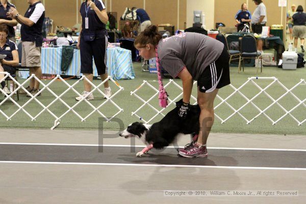IMG_7062.jpg - Dawg Derby Flyball TournementJuly 10, 2010Classic CenterAthens, Ga