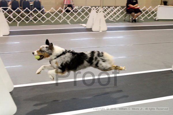IMG_7065.jpg - Dawg Derby Flyball TournementJuly 10, 2010Classic CenterAthens, Ga