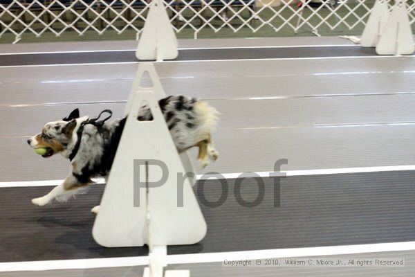 IMG_7066.jpg - Dawg Derby Flyball TournementJuly 10, 2010Classic CenterAthens, Ga