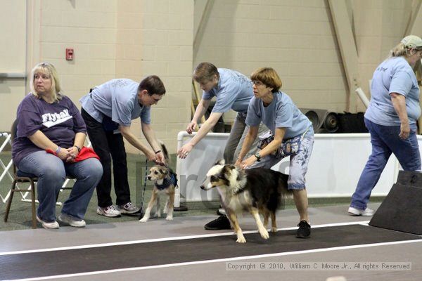 IMG_7077.jpg - Dawg Derby Flyball TournementJuly 10, 2010Classic CenterAthens, Ga