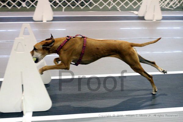 IMG_7078.jpg - Dawg Derby Flyball TournementJuly 10, 2010Classic CenterAthens, Ga