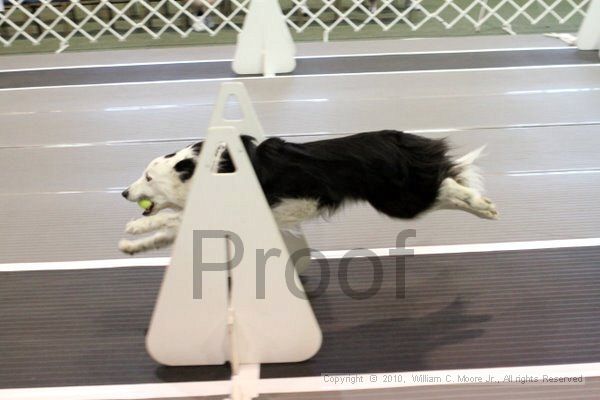 IMG_7081.jpg - Dawg Derby Flyball TournementJuly 10, 2010Classic CenterAthens, Ga