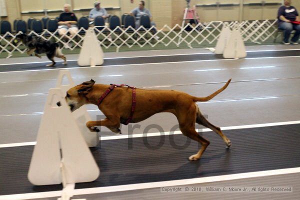 IMG_7087.jpg - Dawg Derby Flyball TournementJuly 10, 2010Classic CenterAthens, Ga