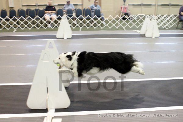 IMG_7090.jpg - Dawg Derby Flyball TournementJuly 10, 2010Classic CenterAthens, Ga