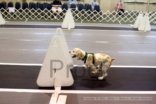 IMG_7094.jpg - Dawg Derby Flyball TournementJuly 10, 2010Classic CenterAthens, Ga