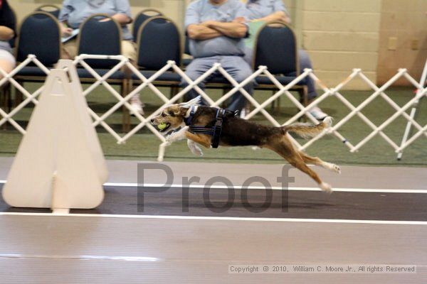 IMG_7098.jpg - Dawg Derby Flyball TournementJuly 10, 2010Classic CenterAthens, Ga