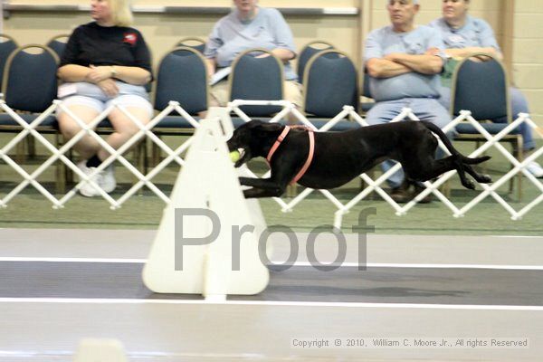 IMG_7100.jpg - Dawg Derby Flyball TournementJuly 10, 2010Classic CenterAthens, Ga