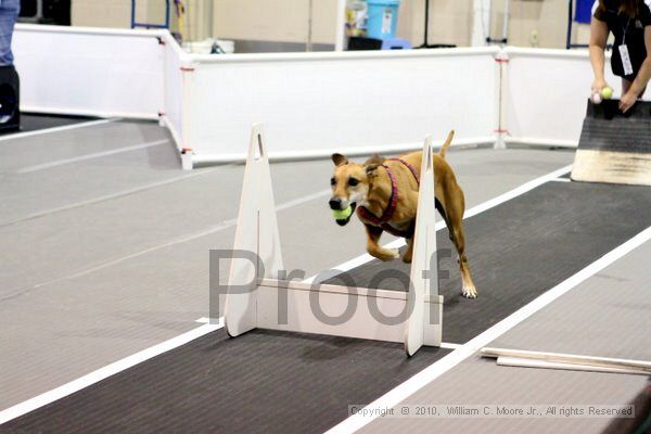 IMG_7105.jpg - Dawg Derby Flyball TournementJuly 10, 2010Classic CenterAthens, Ga