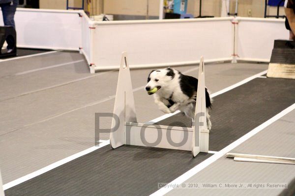 IMG_7106.jpg - Dawg Derby Flyball TournementJuly 10, 2010Classic CenterAthens, Ga