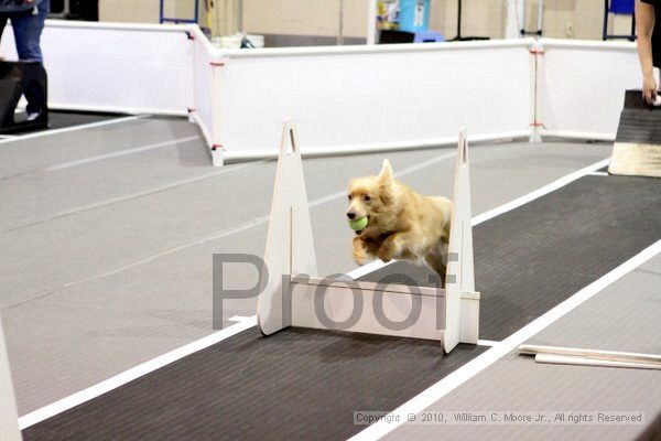 IMG_7107.jpg - Dawg Derby Flyball TournementJuly 10, 2010Classic CenterAthens, Ga