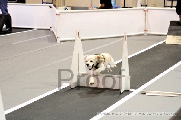 IMG_7108.jpg - Dawg Derby Flyball TournementJuly 10, 2010Classic CenterAthens, Ga