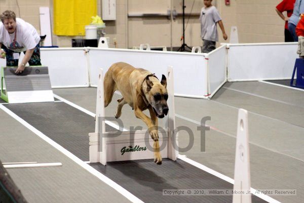 IMG_7111.jpg - Dawg Derby Flyball TournementJuly 10, 2010Classic CenterAthens, Ga