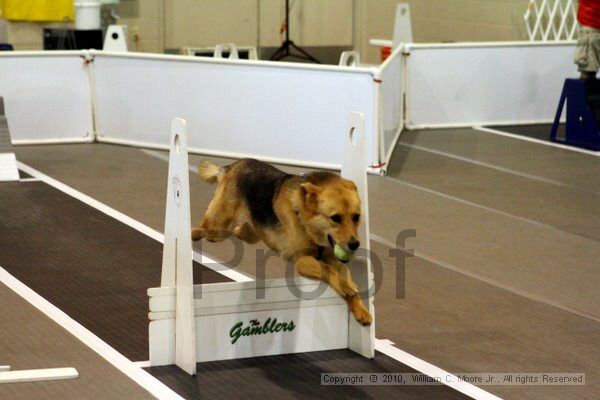 IMG_7115.jpg - Dawg Derby Flyball TournementJuly 10, 2010Classic CenterAthens, Ga