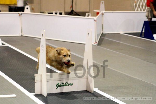 IMG_7116.jpg - Dawg Derby Flyball TournementJuly 10, 2010Classic CenterAthens, Ga