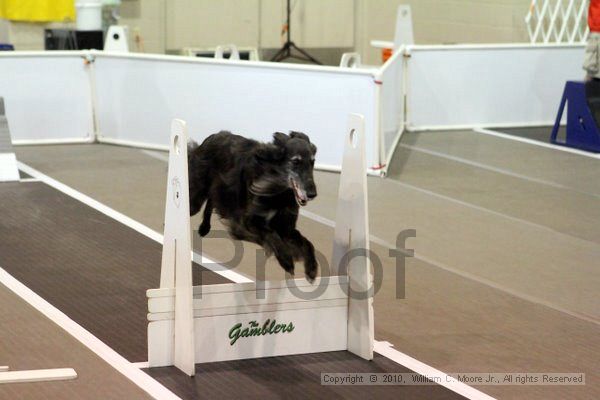 IMG_7117.jpg - Dawg Derby Flyball TournementJuly 10, 2010Classic CenterAthens, Ga