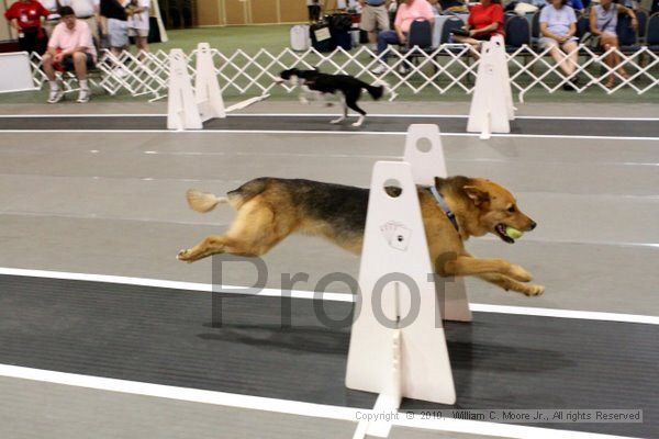 IMG_7121.jpg - Dawg Derby Flyball TournementJuly 10, 2010Classic CenterAthens, Ga