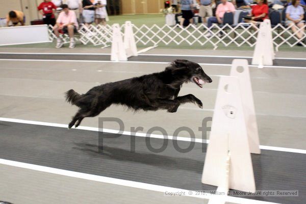 IMG_7124.jpg - Dawg Derby Flyball TournementJuly 10, 2010Classic CenterAthens, Ga