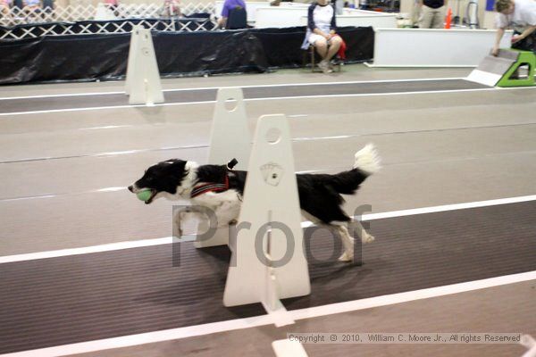 IMG_7128.jpg - Dawg Derby Flyball TournementJuly 10, 2010Classic CenterAthens, Ga