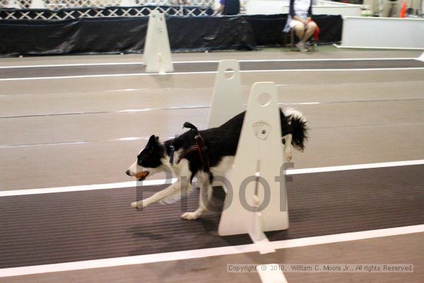 IMG_7130.jpg - Dawg Derby Flyball TournementJuly 10, 2010Classic CenterAthens, Ga