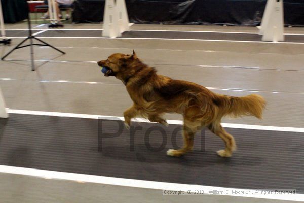IMG_7141.jpg - Dawg Derby Flyball TournementJuly 10, 2010Classic CenterAthens, Ga
