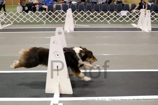 IMG_7144.jpg - Dawg Derby Flyball TournementJuly 10, 2010Classic CenterAthens, Ga