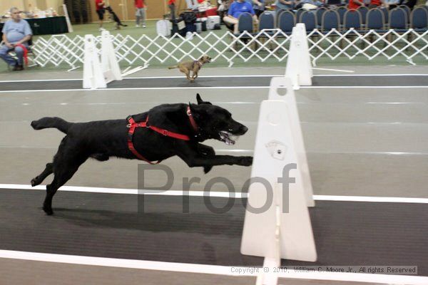 IMG_7145.jpg - Dawg Derby Flyball TournementJuly 10, 2010Classic CenterAthens, Ga