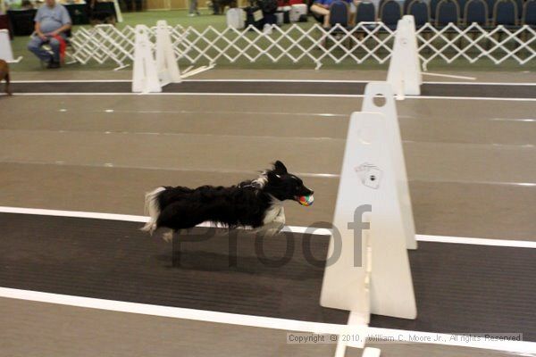 IMG_7149.jpg - Dawg Derby Flyball TournementJuly 10, 2010Classic CenterAthens, Ga