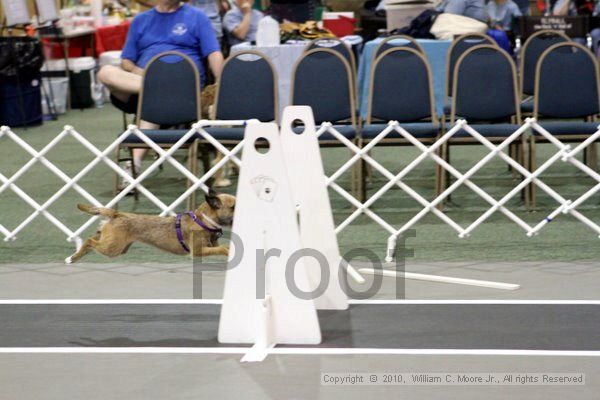 IMG_7153.jpg - Dawg Derby Flyball TournementJuly 10, 2010Classic CenterAthens, Ga