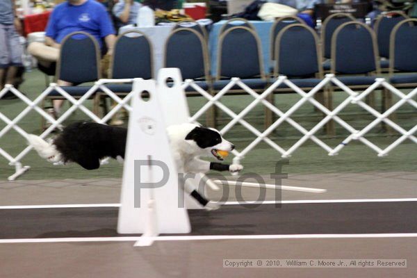 IMG_7156.jpg - Dawg Derby Flyball TournementJuly 10, 2010Classic CenterAthens, Ga