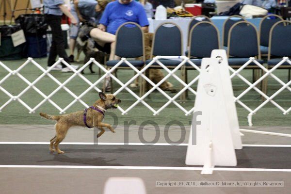 IMG_7161.jpg - Dawg Derby Flyball TournementJuly 10, 2010Classic CenterAthens, Ga