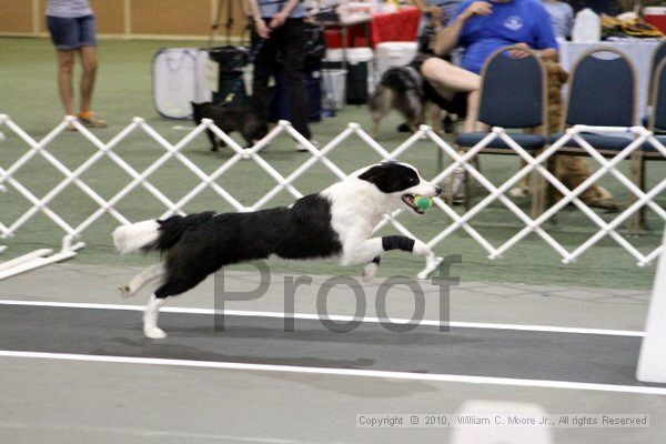 IMG_7163.jpg - Dawg Derby Flyball TournementJuly 10, 2010Classic CenterAthens, Ga