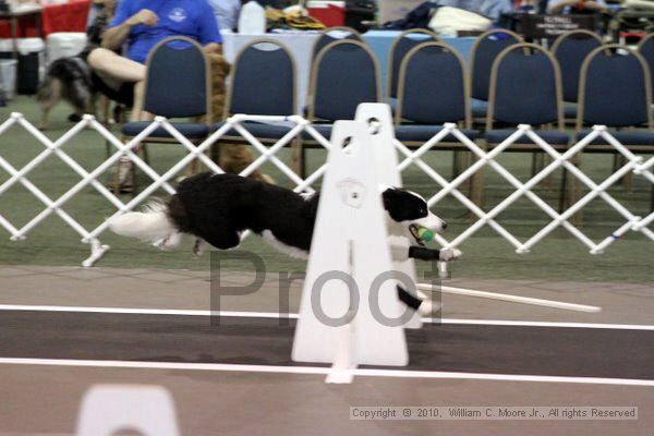 IMG_7164.jpg - Dawg Derby Flyball TournementJuly 10, 2010Classic CenterAthens, Ga