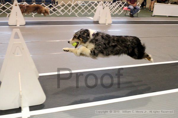 IMG_7168.jpg - Dawg Derby Flyball TournementJuly 10, 2010Classic CenterAthens, Ga