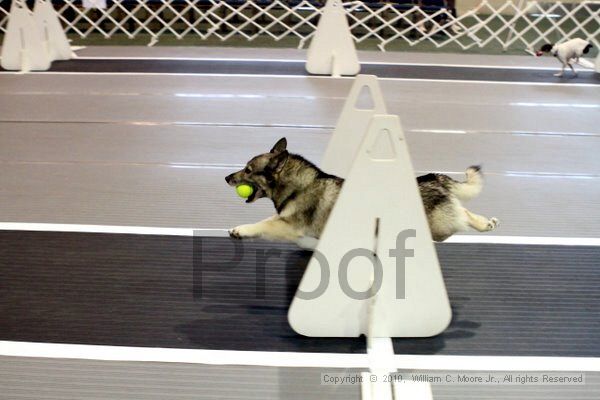 IMG_7171.jpg - Dawg Derby Flyball TournementJuly 10, 2010Classic CenterAthens, Ga