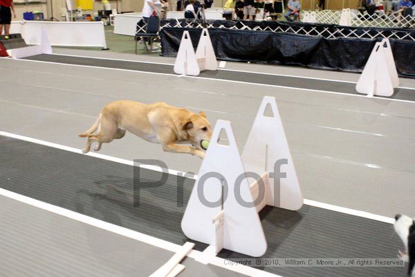 IMG_7173.jpg - Dawg Derby Flyball TournementJuly 10, 2010Classic CenterAthens, Ga