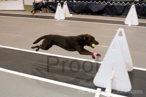 IMG_7185.jpg - Dawg Derby Flyball TournementJuly 10, 2010Classic CenterAthens, Ga