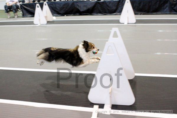 IMG_7189.jpg - Dawg Derby Flyball TournementJuly 10, 2010Classic CenterAthens, Ga