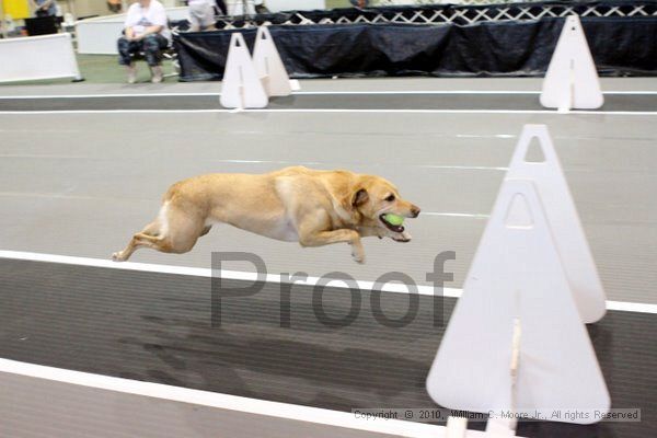 IMG_7191.jpg - Dawg Derby Flyball TournementJuly 10, 2010Classic CenterAthens, Ga