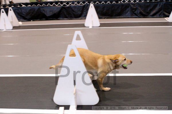 IMG_7192.jpg - Dawg Derby Flyball TournementJuly 10, 2010Classic CenterAthens, Ga